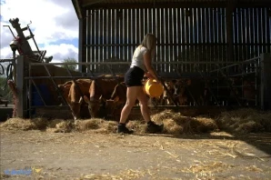 Jerseycowgirl - Always there to greet me