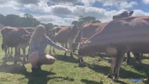 Jerseycowgirl - Happy Monday from me and my cows