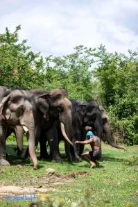 Tarzan - Me arguing with monkeys When I tell you don t bite me I mean