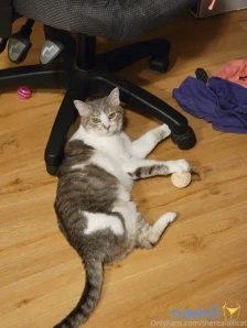 Therealallicat - Have you ever wanted to see camera footage of the