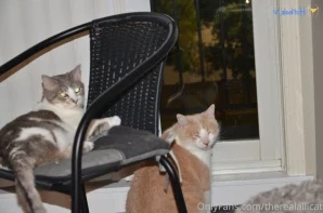 Therealallicat - Sorry for the lack of updates my last month of