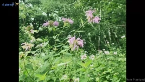 Pixiepixelized - Tasting my sunkissed nectar before going back for