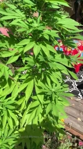 Moniquestranger - I took a few months off I ll be posting more and part 14