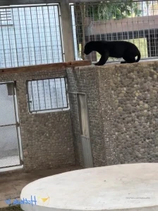 Babocartel - Comete todo el pepino miaw
