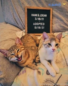 Fosterkittendad - Can I introduce you to Logan I name all of my