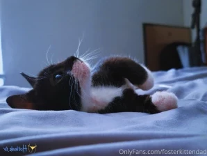 Fosterkittendad - What does it sound like when you use a tiny