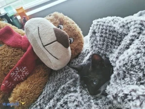 Fosterkittendad - Update on Alex he has officially graduated from