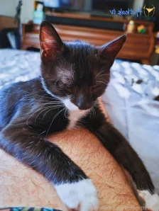 Fosterkittendad - Not all naps are the same But every kitten naps A part 2