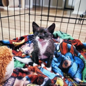 Fosterkittendad - This is Hank Hank has also been nicknamed Mr Wobbles part 2