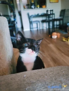 Fosterkittendad - In October of 2020 while everybody was learning how part 2
