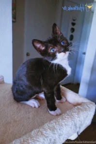 Fosterkittendad - Gonna have to get the good camera out this weekend part 2