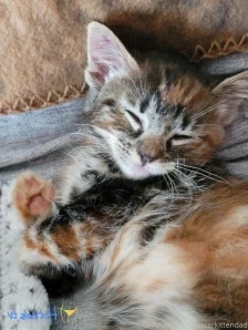 Fosterkittendad - The alien has landed in his forever home Alex has part 2