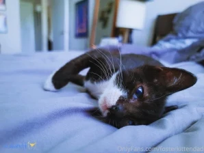 Fosterkittendad - Kitties who bite Not every kitten chooses violence part 2