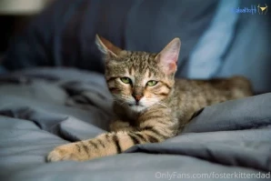 Fosterkittendad - Alex decided to test my heart this weekend by part 2