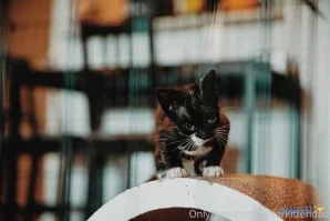 Fosterkittendad - Somehow Alex has turned into a real cat I don t know part 2