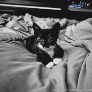 Fosterkittendad - Alex has been in quarantine big cage enclosure to part 2