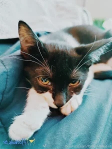 Fosterkittendad - Pulled the Canon out before dinner to take some part 2