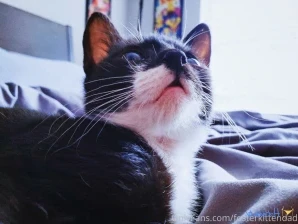 Fosterkittendad - Kitty Fact Alex is finishing up a round of eye part 2