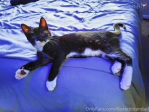 Fosterkittendad - He s a funky little creature who is clearly ready to part 2