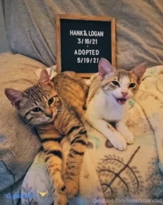 Fosterkittendad - I GIVE YOU THE GREATEST KITTEN VIDEOS EVER part 2