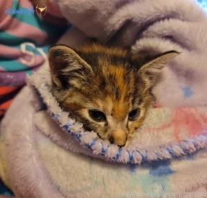 Fosterkittendad - What are your thoughts on tiny kitten teeth part 2