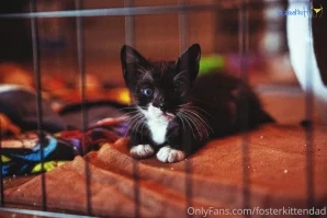 Fosterkittendad - DO YOU HAVE TO GIVE KITTENS BATHS Normally no But in part 3