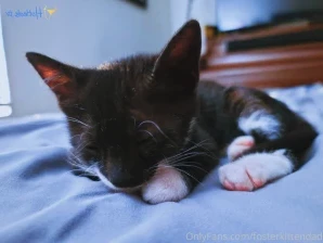 Fosterkittendad - Kitty Fact Alex is finishing up a round of eye part 3