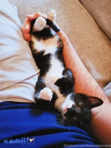 Fosterkittendad - Hope your week is going better than Hank s was after part 3