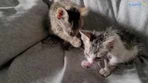 Fosterkittendad - When you foster kittens they get quite attached to part 3