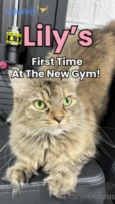 Fitbryceadams - Help me caption this part 7