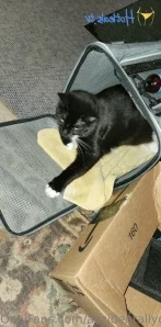 Accidentallydelicious - New oftv video out https onlyfans com