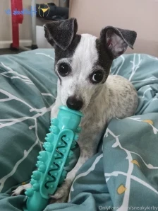 Sneakykirby - Niko and Mochi plus my haul from Japan
