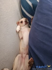 Sneakykirby - Niko at the beach for the first time He liked the beach