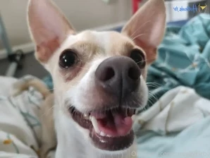 Sneakykirby - Extra video with my dog playing with his new toy and