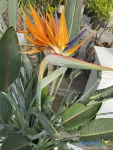 Brookes_world - Have you watched our new video yet babe I got fucked