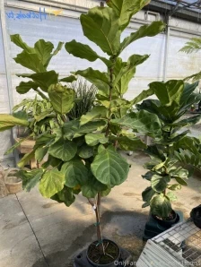 Brookes_world - Pounding my pussy in the sunshine is the very best