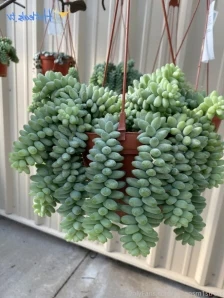 Brookes_world - You wish I were your little cock sucking slut don t