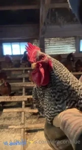 Draconblue - Some older pics from the barn