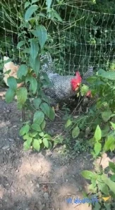 Draconblue - Shower voyeur