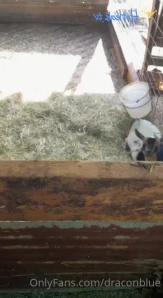 Draconblue - Choregasm