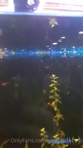 Geekikittenvip - Fish tank update cleaned my filters yesterday and did